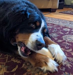 Meet your Posher, Joan